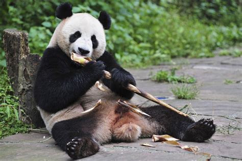 上野動物園 周辺 なぜパンダは竹を食べるのか、そしてその影響は？